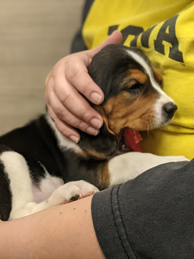 Pet Supply Store «Petland - Iowa City», reviews and photos, 1851 Lower Muscatine Rd, Iowa City, IA 52240, USA