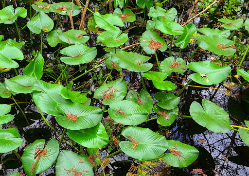 Park «Hammock Park», reviews and photos, 1945 San Mateo Dr, Dunedin, FL 34698, USA