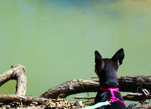 Nature Preserve «Cedar Ridge Preserve», reviews and photos, 7171 Mountain Creek Pkwy, Dallas, TX 75249, USA