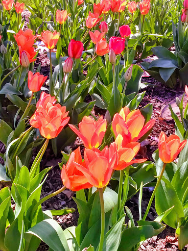 Restaurant «The Why Coffee Shop», reviews and photos, 1317 Portage Rd, Niagara Falls, NY 14301, USA