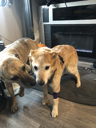 Fallon Veterinary Clinic image