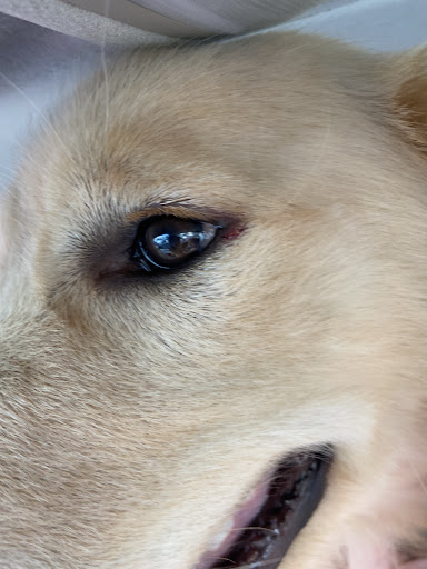 Pet Supply Store «PetSmart», reviews and photos, 3351 Jefferson Davis Hwy, Alexandria, VA 22305, USA