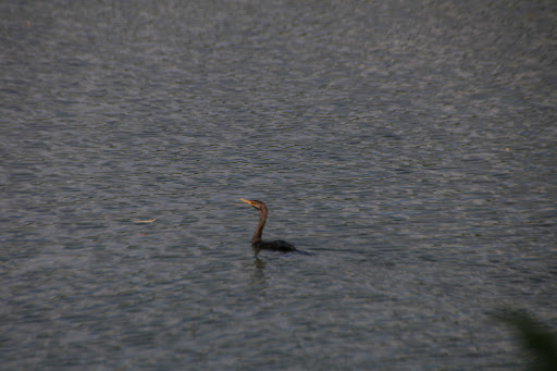 Nature Preserve «Mitchell Lake Audubon Center», reviews and photos, 10750 Pleasanton Rd, San Antonio, TX 78221, USA