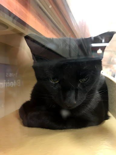 Pet Supply Store «PetSmart», reviews and photos, 10 Hazard Ave, Enfield, CT 06082, USA