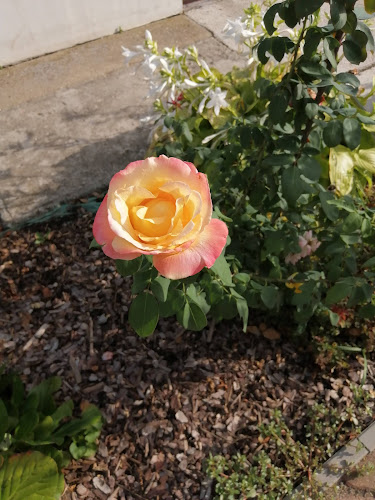 Patkó Ételbár & Fogadó - Pizza