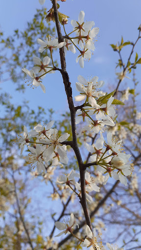 Park «North Hydro Park», reviews and photos, 2599 Bridge Rd, Ypsilanti, MI 48198, USA
