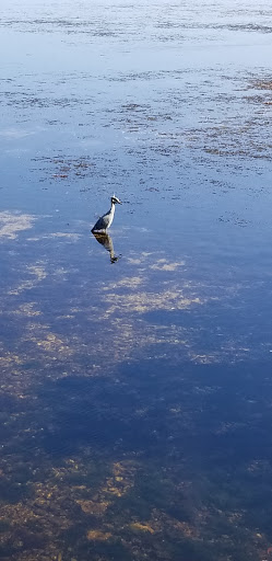 Nature Preserve «Perico Preserve», reviews and photos, 11700 Manatee Ave W, Bradenton, FL 34209, USA