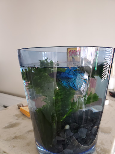 Tropical Fish Store «Sunset Pet & Supplies», reviews and photos, 1373 Sunset Blvd, Los Angeles, CA 90026, USA