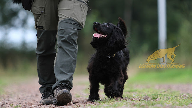 Lothian Dog Training - Dog trainer