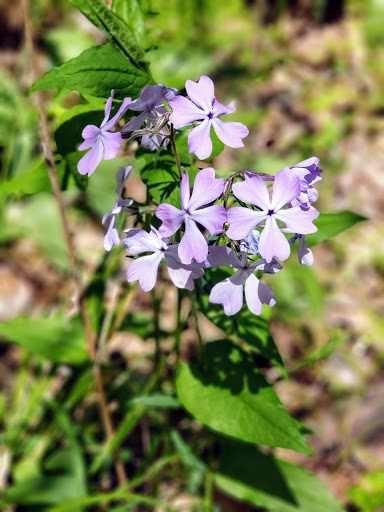 Vista Point «Ledges Overlook», reviews and photos, 405 Truxell Rd, Peninsula, OH 44264, USA