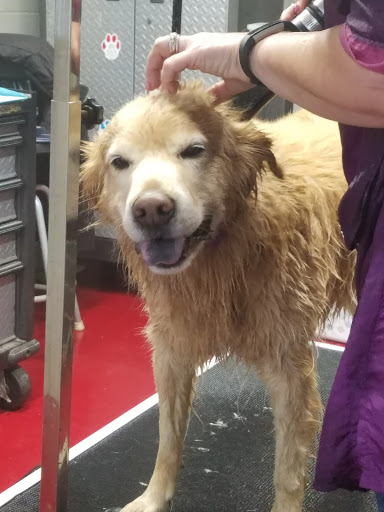 Car Wash «Quick Clean Car & Pet Wash Store, Ltd.», reviews and photos, 2500 Mayfair Rd, Akron, OH 44312, USA