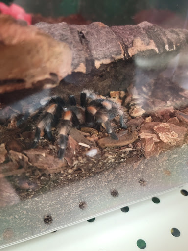 Pet Supply Store «Pet Supermarket», reviews and photos, 1040 Palm Coast Pkwy NW, Palm Coast, FL 32137, USA