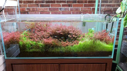 Tropical Fish Store «Aquarium Zen», reviews and photos, 920 NE 64th St, Seattle, WA 98115, USA