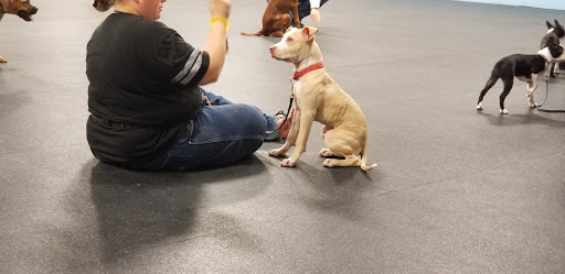 Dog trainer Warren