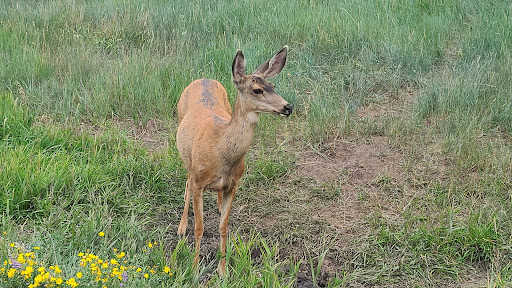 Campground «Morefield Campground», reviews and photos