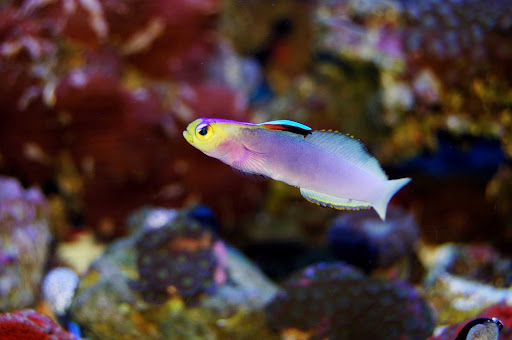 Tropical Fish Store «The Premium Aquarium», reviews and photos, 1875 25th St SE, Salem, OR 97302, USA