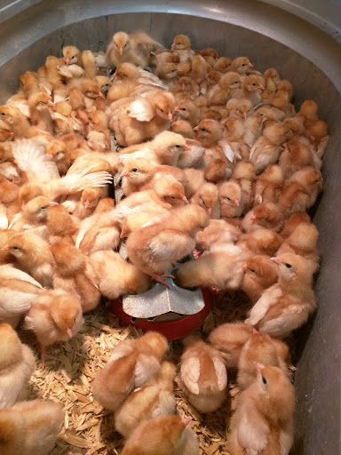 Animal Feed Store «Jupe Mills», reviews and photos, 14096 Bandera Rd, Helotes, TX 78023, USA