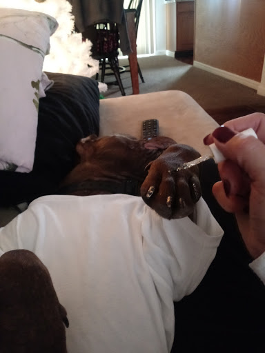 Pet Supply Store «Pet Supplies Plus», reviews and photos, 1262 OH-303, Streetsboro, OH 44241, USA