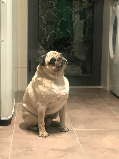 Pet Groomer «Hollywood Houndz Boutique, Spa & Hotel», reviews and photos, 4243 W Lake Mary Blvd, Lake Mary, FL 32746, USA