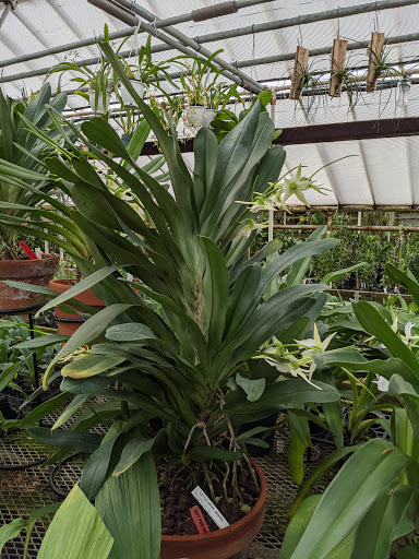 Florist «Little Brook Orchids», reviews and photos, 25 Rider Ave, Lancaster, PA 17603, USA