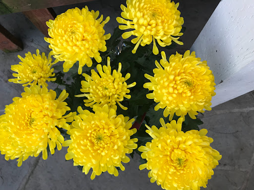 Shopping Mall «Carlmont Village Shopping Center», reviews and photos, 1049 Alameda de las Pulgas, Belmont, CA 94002, USA