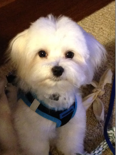 Dog Trainer «Dog Door Behavior Center and Outfitters», reviews and photos, 1 Battle Square A, Asheville, NC 28801, USA