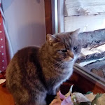 Photo n°3 de l'avis de Pavel.� fait le 14/03/2019 à 06:23 sur le  Hotel Camoscio à Rocca Pietore