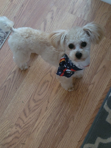 Pet Groomer «Precious Paws», reviews and photos, 221 N Marble St, Rockmart, GA 30153, USA