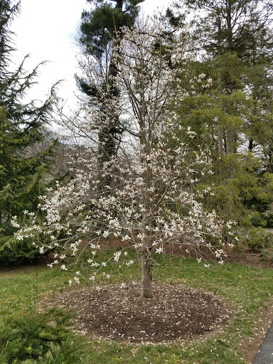 Museum «Princeton University Art Museum», reviews and photos, Elm Dr, Princeton, NJ 08544, USA