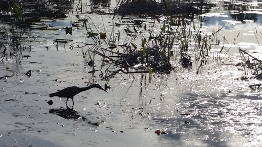 Park «Red Bug Lake Park», reviews and photos, 3600 Red Bug Lake Rd, Casselberry, FL 32707, USA