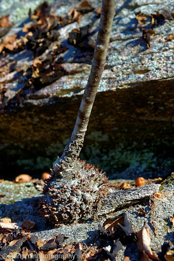 Nature Preserve «Wolf Rock Nature Preserve», reviews and photos, 251 Clover Mill Rd, Storrs, CT 06268, USA