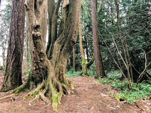 Park «Zumdieck Park», reviews and photos, 1500 108th Ave NE, Bellevue, WA 98004, USA