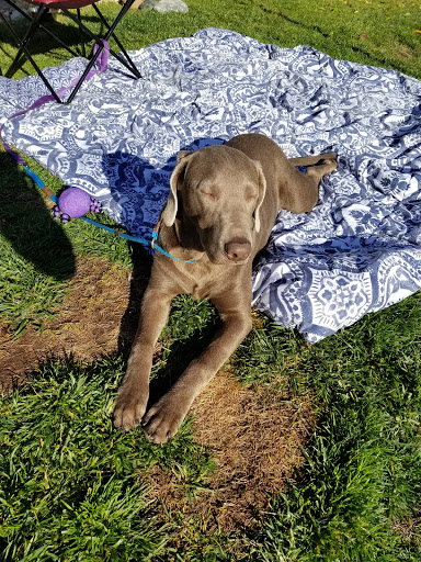 Pet Supply Store «Incredible Pets», reviews and photos, 4005 Manzanita Ave # 41, Carmichael, CA 95608, USA