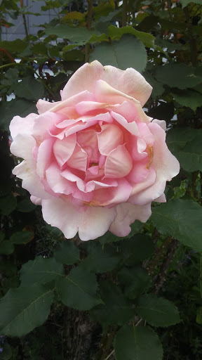 Park «Maple Leaf Reservoir Park», reviews and photos, 1020 NE 82nd St, Seattle, WA 98115, USA