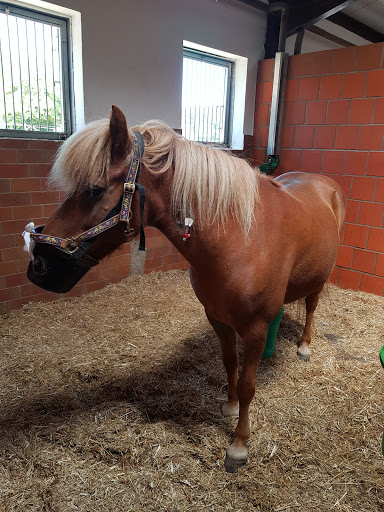 Equine Clinic On Kottenforst unter Wachtberg, 