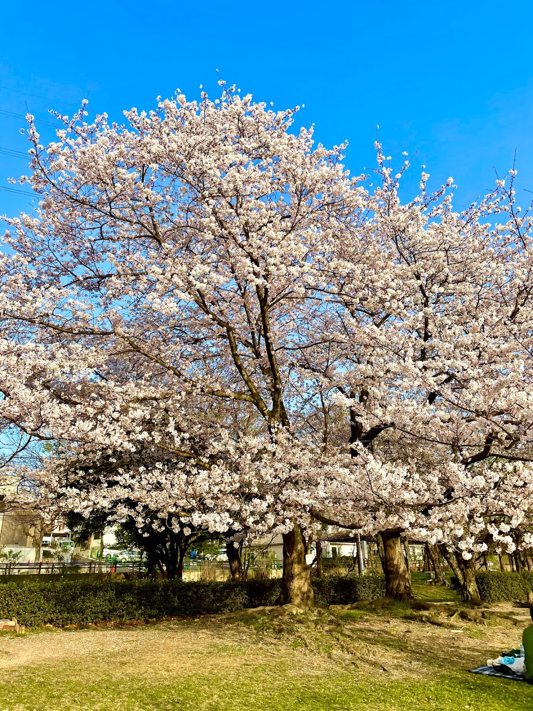 芝生広場