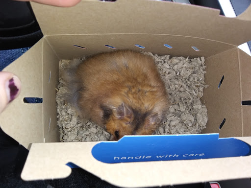 Pet Supply Store «Petco Animal Supplies», reviews and photos, 1320 E Lincoln Way p101, Sparks, NV 89434, USA