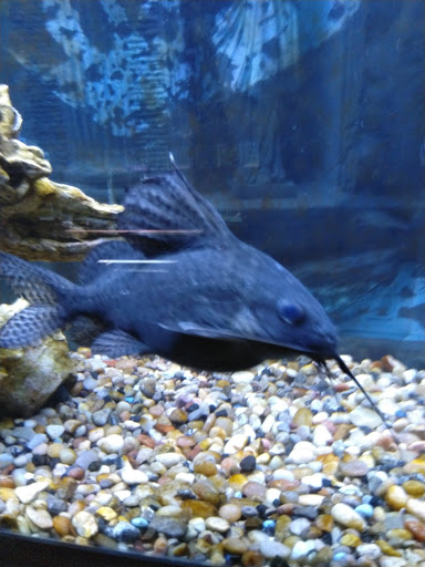 Aquarium «Sea Oddities», reviews and photos, 128 Broad St, Kingsport, TN 37660, USA