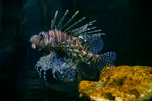 Science Museum «Orlando Science Center», reviews and photos, 777 E Princeton St, Orlando, FL 32803, USA