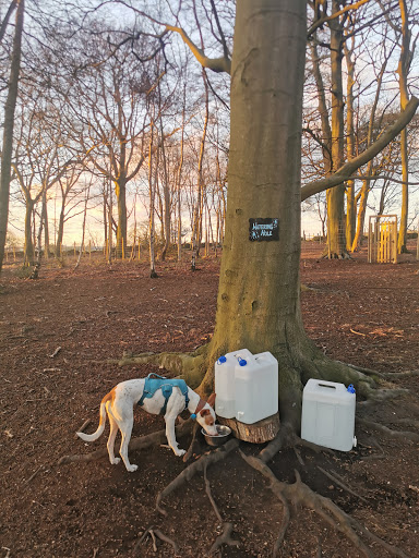 Woofing Woods