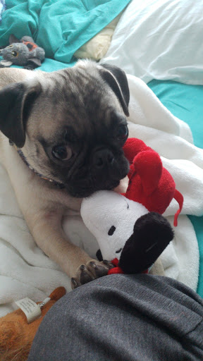 Pet Supply Store «PetSmart», reviews and photos, 170 Marketplace Blvd, Hamilton Township, NJ 08691, USA