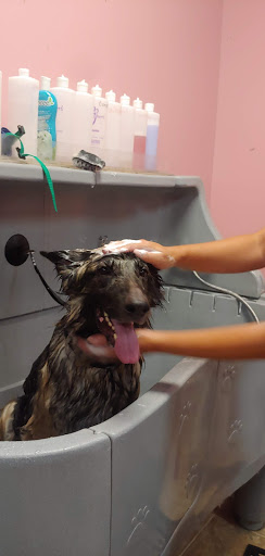 Pet Groomer «Furry Tails Pet Grooming», reviews and photos, 865 Cypress Pkwy, Poinciana, FL 34759, USA