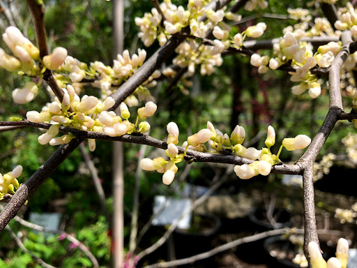 Garden Center «Stonewall Garden Center», reviews and photos, 4675 PA-447, Canadensis, PA 18325, USA