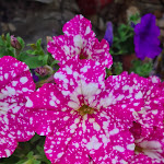 Photo n°3 de l'avis de Andrea. fait le 22/06/2023 à 14:52 sur le  Rotbach Alm à San Giovanni