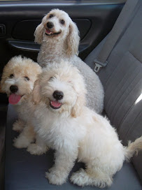 Happy Paws Pet Services - Photo 8 - Car repair in , Fremont