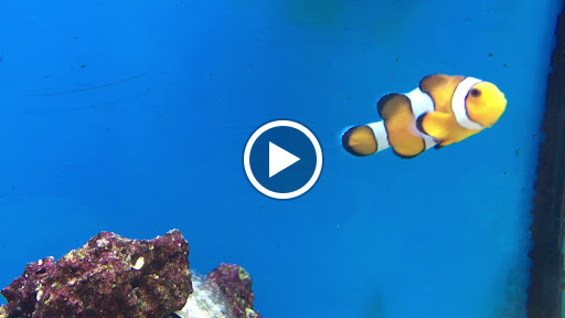 Pet Supply Store «Petco Animal Supplies», reviews and photos, 11331 W Broad St #151, Glen Allen, VA 23060, USA