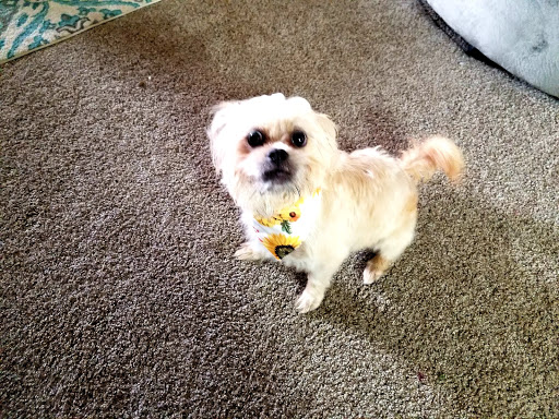 Greensboro Veterinary Services, LLC image