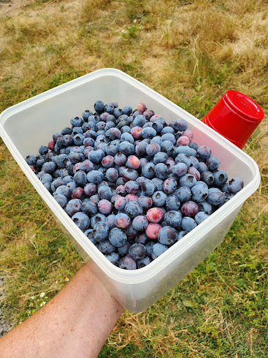 Grocery Store «Our Table Cooperative», reviews and photos, 13390 SW Morgan Rd, Sherwood, OR 97140, USA