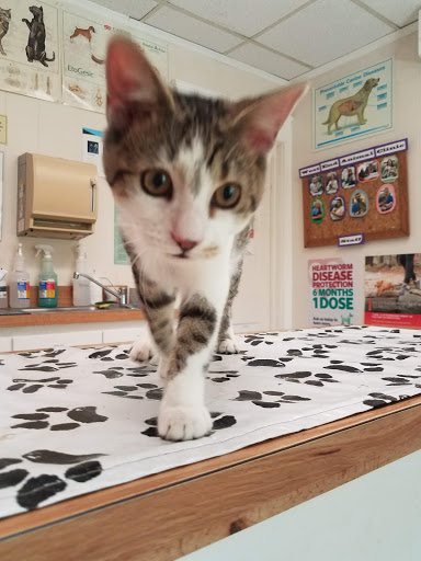 West End Animal Clinic