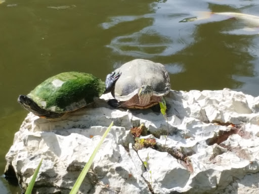 Childrens Farm «Best Long Island Pumpkin Picking», reviews and photos, 250 Old Country Rd, Melville, NY 11747, USA